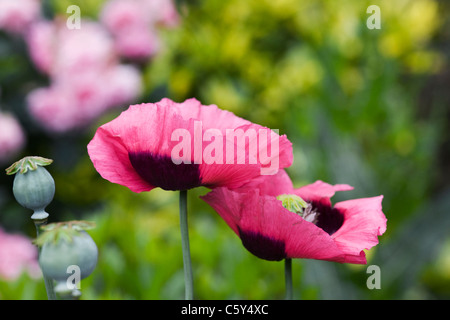 Papaver Somniferum. Rosa Mohnblumen in einem englischen Garten. Stockfoto