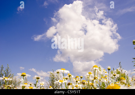 Einige Gänseblümchen vor blauem Himmel mit Wolken. Stockfoto