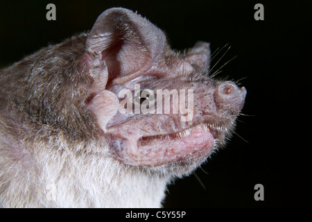 Angolanische Freischwanzfledermaus (Mops condylurus) Porträt, Demokratische Republik Kongo. Stockfoto