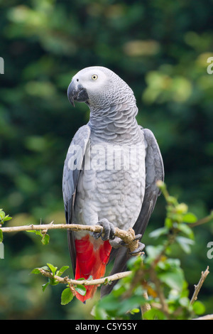 Afrikanischer Graupapagei (Psittacus erithacus), Provinz Tshopo in der Demokratischen Republik Kongo Stockfoto
