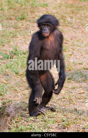 Bonobo (Pan paniscus) steht aufrecht auf den Hinterbeinen, Demokratische Republik Kongo. Stockfoto