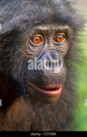 Bonobo (Pan paniscus) Porträt, Demokratische Republik Kongo. Stockfoto