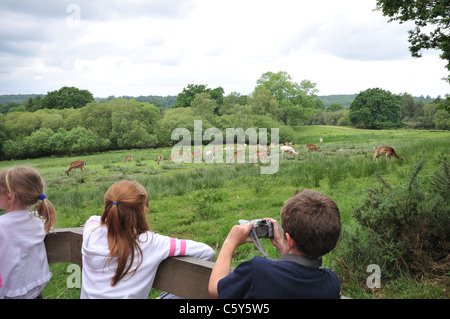 Kinder beobachten und zu fotografieren Rehe, New Forest, Hampshire, UK Stockfoto