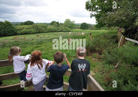 Kinder beobachten und zu fotografieren Rehe, New Forest, Hampshire, UK Stockfoto
