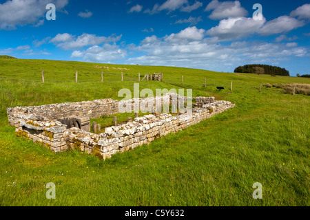 Tempel des Mithras, Hadrianswall, Carrawburgh, in der Nähe von Hexham, Northumberland, England, UK. Stockfoto