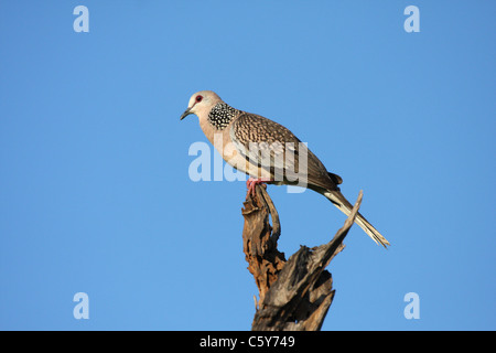 Taube auf Niederlassung in Sri Lanka vor einem blauen Himmel thront gesichtet Stockfoto