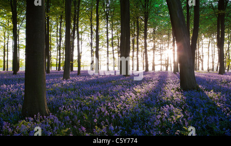 Glockenblumen mit Sonnenstrahlen kommen durch Bäume bei Sonnenuntergang in einem Wald in Kent, UK. Stockfoto