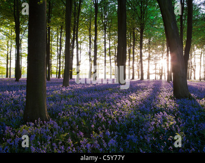 Glockenblumen mit Sonnenstrahlen kommen durch Bäume bei Sonnenuntergang in einem Wald in Kent, UK. Stockfoto