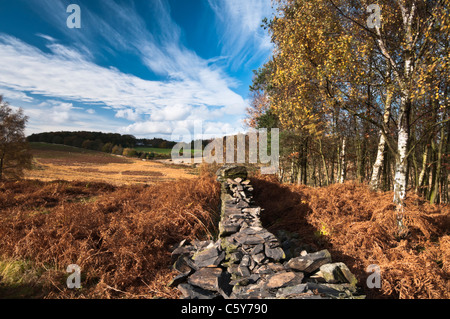 Eine teilweise eingestürzten Trockensteinmauer unter der goldenen Farben des Herbstes in Bradgate Park, Leicestershire, England Stockfoto