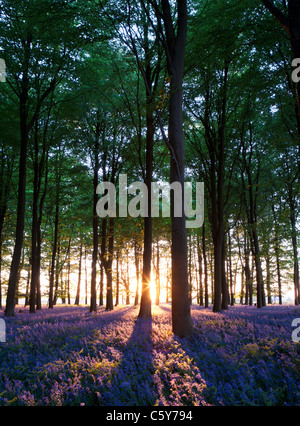 Glockenblumen mit Sonnenstrahlen kommen durch Bäume bei Sonnenuntergang in einem Wald in Kent, UK. Stockfoto