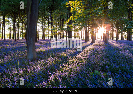 Glockenblumen mit Sonnenstrahlen kommen durch Bäume bei Sonnenuntergang in einem Wald in Kent, UK. Stockfoto