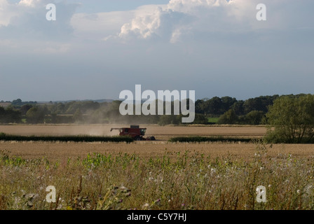 Mähdrescher in Maisfeldern von England Stockfoto