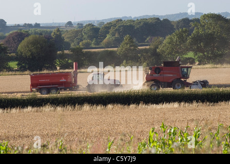 Mähdrescher in Maisfeldern von England Stockfoto