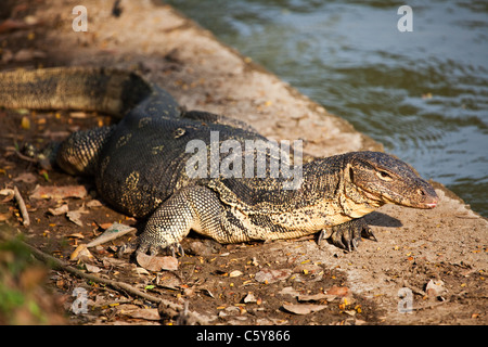 Eine große Wasser-Monitor (Varanus Salvator) im Lumphini-Park, Bangkok, Thailand Stockfoto