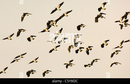 Kiebitz Vanellus Vanellus eine Herde von Kiebitz im Flug Derbyshire, UK Stockfoto