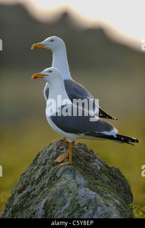 WENIGER BLACK-BACKED GULL Larus Fuscus A paar Erwachsene zusammen auf einem Felsen gelegen, Skomer Island, Wales, UK Stockfoto