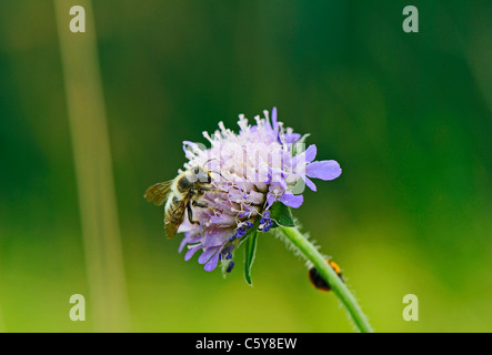 Nahaufnahme eines Feldes Witwenblume oder Gipsy Rose wird von einer Biene bestäubt Stockfoto