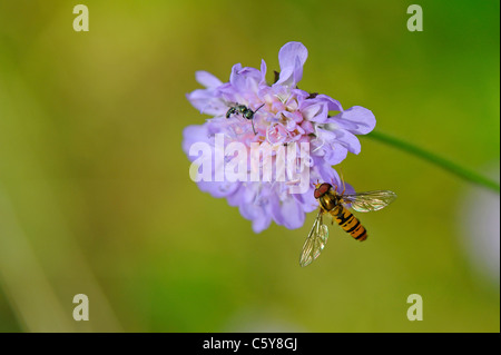 Nahaufnahme von einem Feld Witwenblume oder Gipsy Rose und ein hoverfly Stockfoto