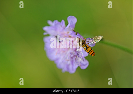 Nahaufnahme von einem Feld Witwenblume oder Gipsy Rose und ein hoverfly Stockfoto