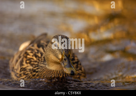 STOCKENTE Anas Platyrhynchos eines Erwachsenen weiblichen schwimmen schnell durch das ruhige Wasser eines Kanals Derbyshire, UK Stockfoto