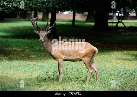 Rothirsch Wollaton Park Nottingham England uk Stockfoto