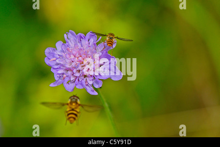 Nahaufnahme von einem Feld Witwenblume oder Gipsy Rose und ein hoverfly Stockfoto