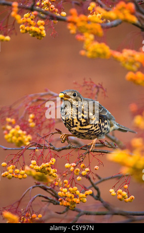 MISTELDROSSEL SOOR Turdus Viscivorus eines Erwachsenen Fütterung in eine unterschiedliche Vielzahl der Eberesche.  Nottinghamshire, UK Stockfoto