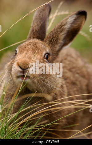 SCHNEEHASE Lepus Timidus Gräser ein Erwachsener in der Fütterung auf Moorland Sommerfell.  Peak District NP, Derbyshire, UK Stockfoto