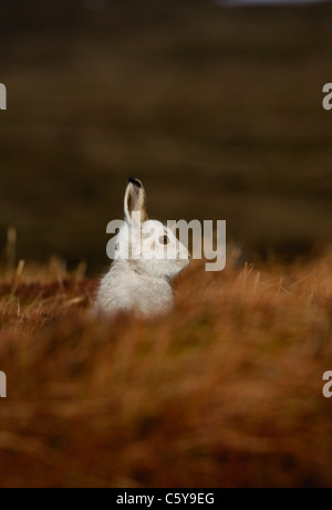 SCHNEEHASE Lepus Timidus, die, denen ein Erwachsener in seiner weißen Wintermantel auf glänzt, öffnen Moorland.  Monadhliath Mountains, Schottland Stockfoto