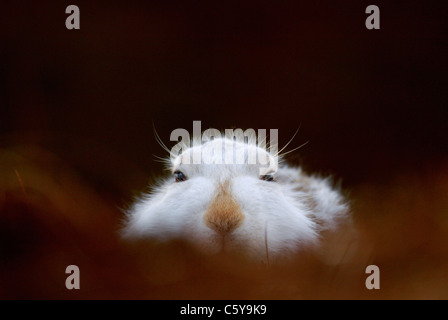 SCHNEEHASE Lepus Timidus Porträt eines auffälligen Erwachsenen in seinen Wintermantel auf Moorland Monadhliath Mountains, Scotland, UK Stockfoto