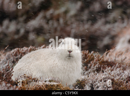 SCHNEEHASE Lepus Timidus Erwachsener in seinen Wintermantel sitzt aus einem Berg Schneesturm.  Monadhliath Mountains, Scotland, UK Stockfoto