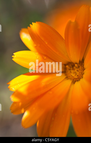 Eine Makroaufnahme von Calendula Kugeln verbessert Orange, eine Ringelblume-Blume, bis zu 60 cm hoch wächst. Stockfoto