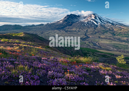 Morgen Lichtströme über die Wildblumen blühen entlang Johnston Ridge mit Blick auf Washington Mt. St. Helens Nat Monument. Stockfoto