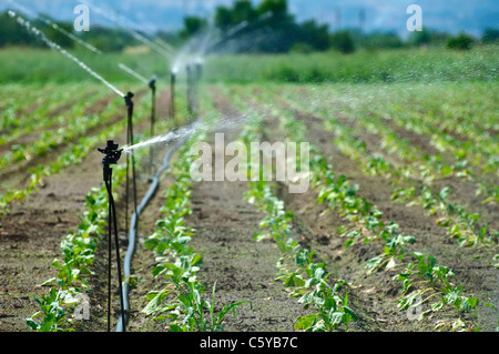 Bewässerung auf landwirtschaftlichen Flächen Stockfoto