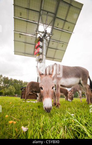 Ein Tracking-solar Photovoltaik Panel Fotosystem am aus Netz, Bowland Wild Boar Park, Lancashire, UK. Stockfoto