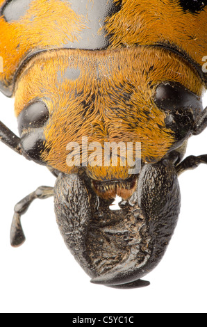 seltene Insekten Trictenotomidae Käfer isoliert Stockfoto