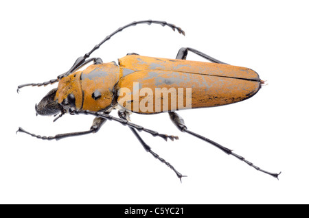 seltene Insekten Trictenotomidae Käfer isoliert Stockfoto