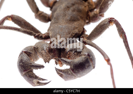 Vinegaroon Skorpion isoliert auf weißem Hintergrund Stockfoto