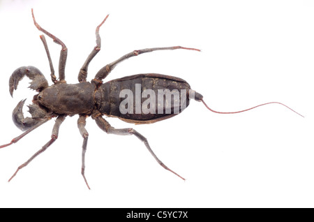 Vinegaroon Skorpion isoliert auf weißem Hintergrund Stockfoto