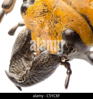 seltene Insekten Trictenotomidae Käfer isoliert Stockfoto