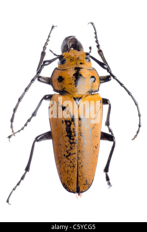 seltene Insekten Trictenotomidae Käfer Stockfoto