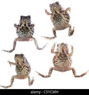 tierische Kröte Frosch springen Satz isoliert auf weiss Stockfoto