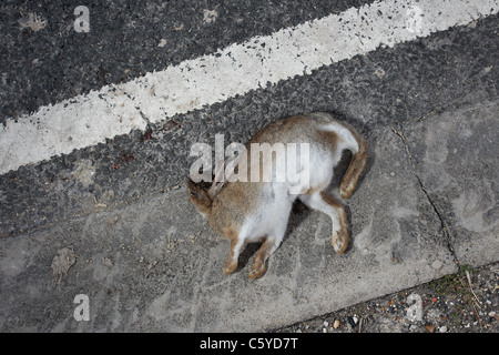 Tote Kaninchen im Bild auf der Straße in Newhaven, East Sussex, UK. Stockfoto