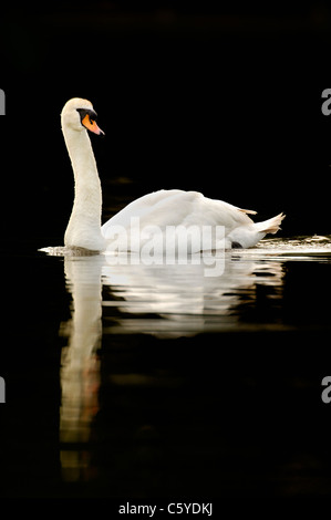 HÖCKERSCHWAN Cygnus Olor Profil eines Erwachsenen auf einen abgelegenen See Derbyshire, UK Stockfoto