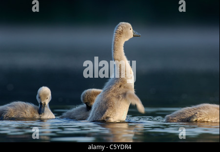 HÖCKERSCHWAN Cygnus Olor ein Cygnet steht seine Flügel nach dem Baden trocknen. Juni.  Derbyshire, UK Stockfoto