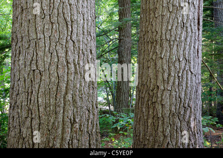Östliche weiße Kiefer-(Pinus Strobus) - in den Sommermonaten am Ufer des Flusses Swift in Albany, New Hampshire, Vereinigte Staaten Stockfoto