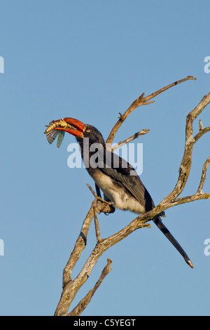 Gekrönte Toko (Tockus Alboterminatus) im Addo Elephant Park in Südafrika. Stockfoto