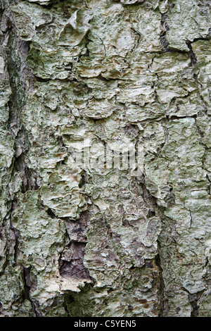 Rinde der Reife Gelb-Birke (Betula Alleghaniensis) am Lafayette Brook Naturgebiet in den White Mountains, NH Stockfoto