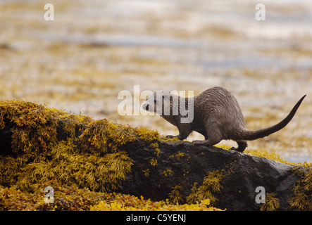 Europäischen FISCHOTTER Lutra Lutra A nass Erwachsene auf einige Küstenfelsen auf einem abgelegenen schottischen Küste.  Isle of Mull, Schottland, Vereinigtes Königreich Stockfoto