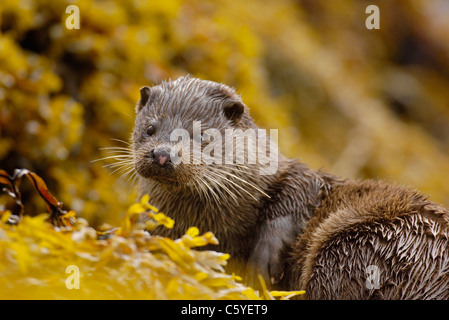 Europäischen FISCHOTTER Lutra Lutra A nass Erwachsenen unter Algen auf einem abgelegenen schottischen Küste.  Isle of Mull, Schottland, Vereinigtes Königreich Stockfoto